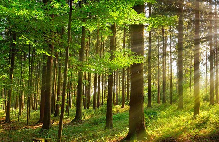 Driving Sustainability